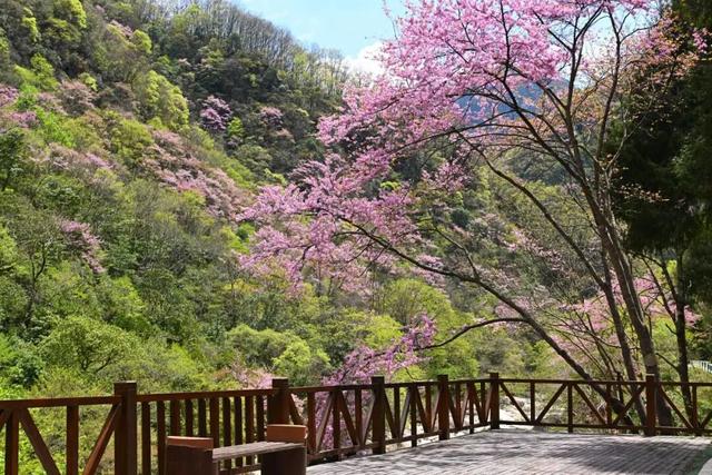 广元不远 周末优选 | 又是紫荆又是奖牌的，唐家河你成功引起了我的注意！