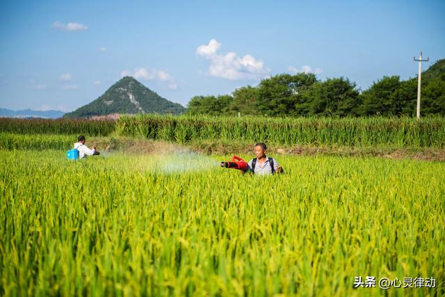 “早白露，冷到哭；晚白露，蒸桑拿”，今日白露，今年白露在哪？