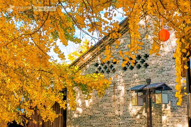 11月的云南腾冲，3000株银杏迎来黄金观赏期，美成人间仙境！