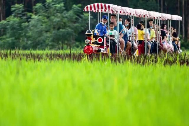 乐享田园·趣游南宁│稻香壮韵寻趣之旅