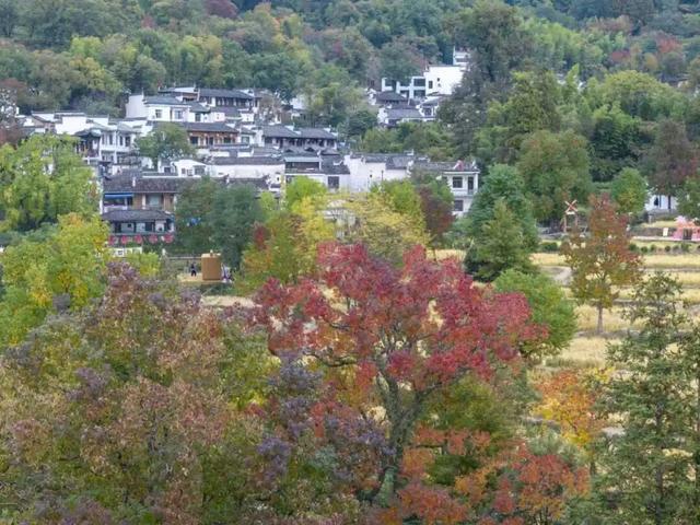 赏秋正当时！跟着杨紫独白，一起解锁塔川「最美秋色」 | 皖美冬日 | 第十五届安徽国际文化旅游节
