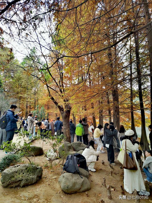 明孝陵探秘之燕雀湖邂逅落羽杉