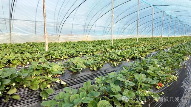 “老街遛弯儿+草莓炫腹” 双buff叠满 农文旅融合解锁嗨玩新姿势～