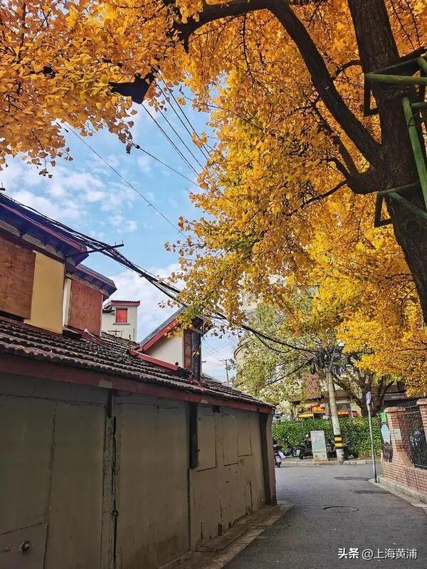 上海中心城区“树龄最长”：700岁古银杏即将迎来最美季！