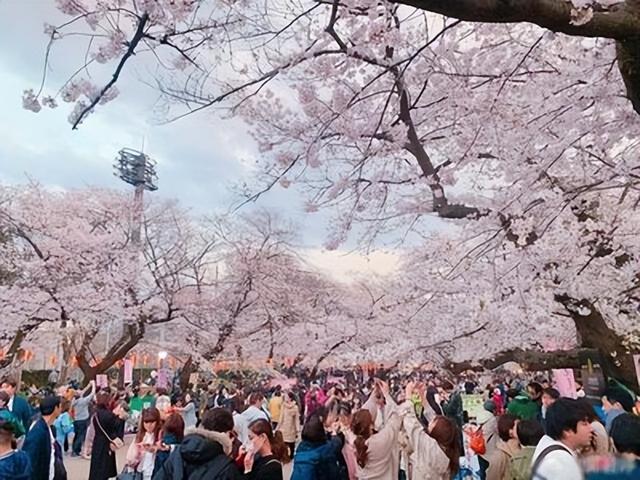 好言难劝？赴日旅游警示下，执意飞日本的国人到底图什么