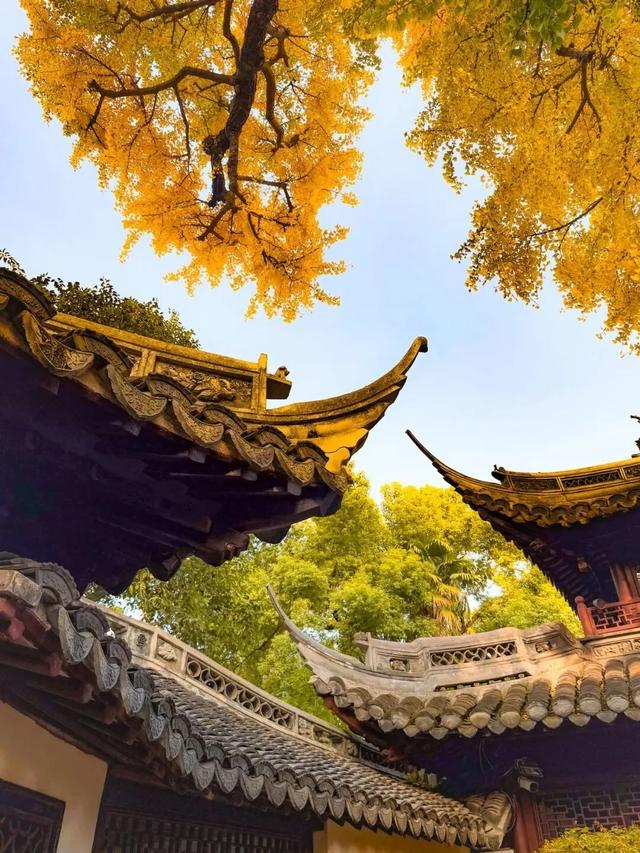 秋色限定!沪上园林已达颜值巅峰→