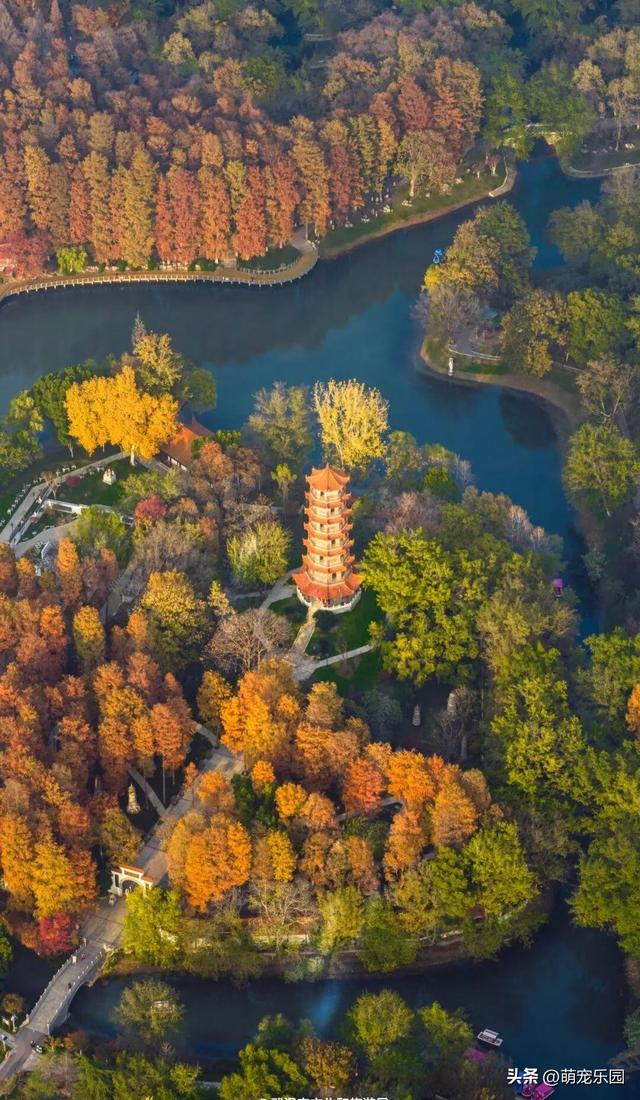 武汉深巷现绝美秋景，六百棵法桐换装，游客误入金色秘境