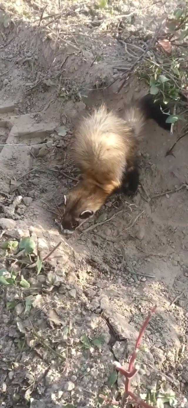 罕见!陕西榆林,有村民下地干活时,意外发现只不知名毛绒小动物