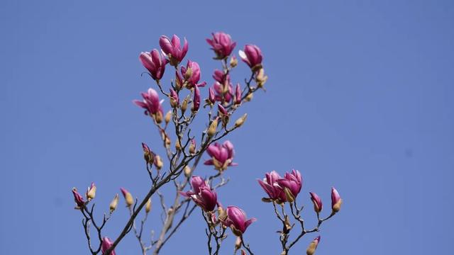 绝美！又是一年玉兰开