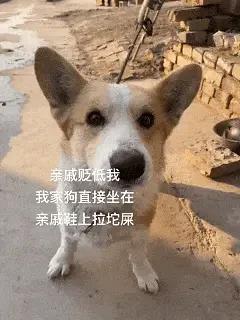 开学第一天狗进食堂帮主人送书包，本想闻主人在哪，结果全是饭香