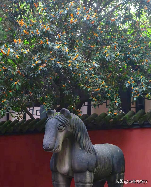 成都必去的五大桂花观赏地，开爆了，成都人私藏，地铁公交车直达