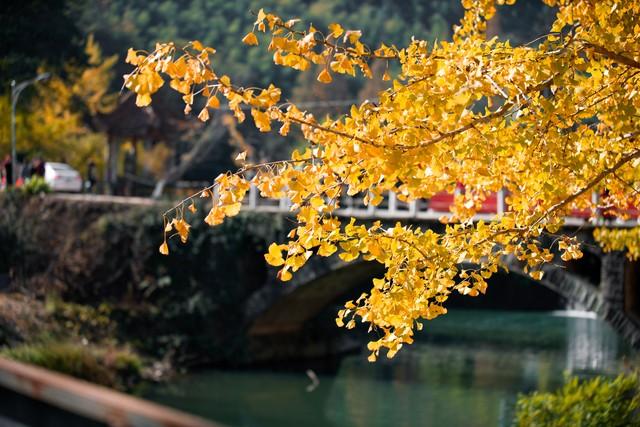 广州秋游封神路线！红叶、银、禅意，3条宝藏线承包你的秋日浪漫