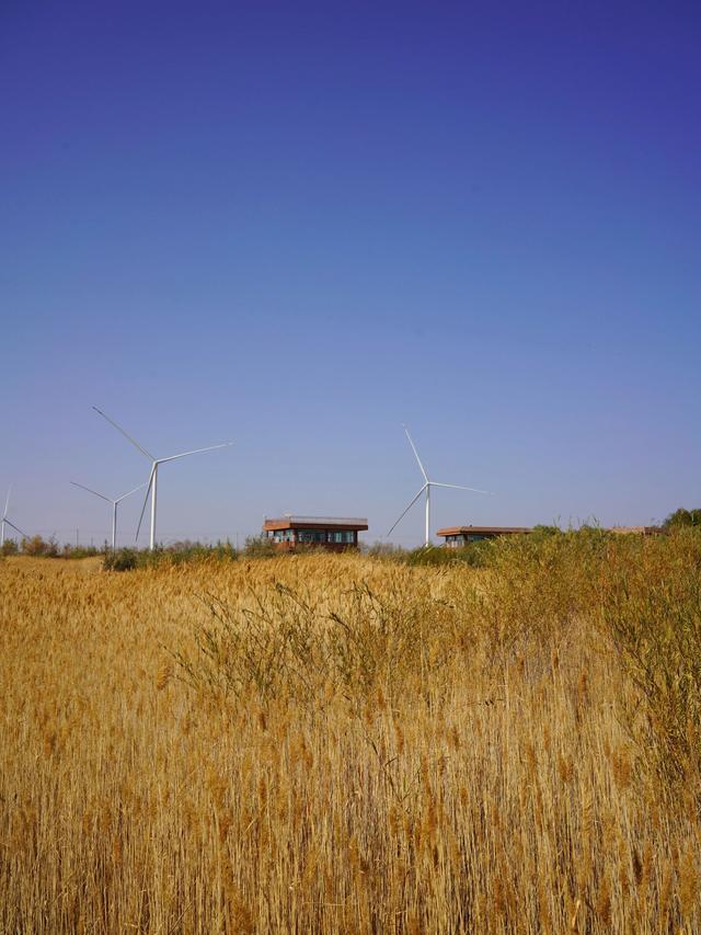 如何不“悲秋”？在乌鲁木齐 3 处湿地，放松一点