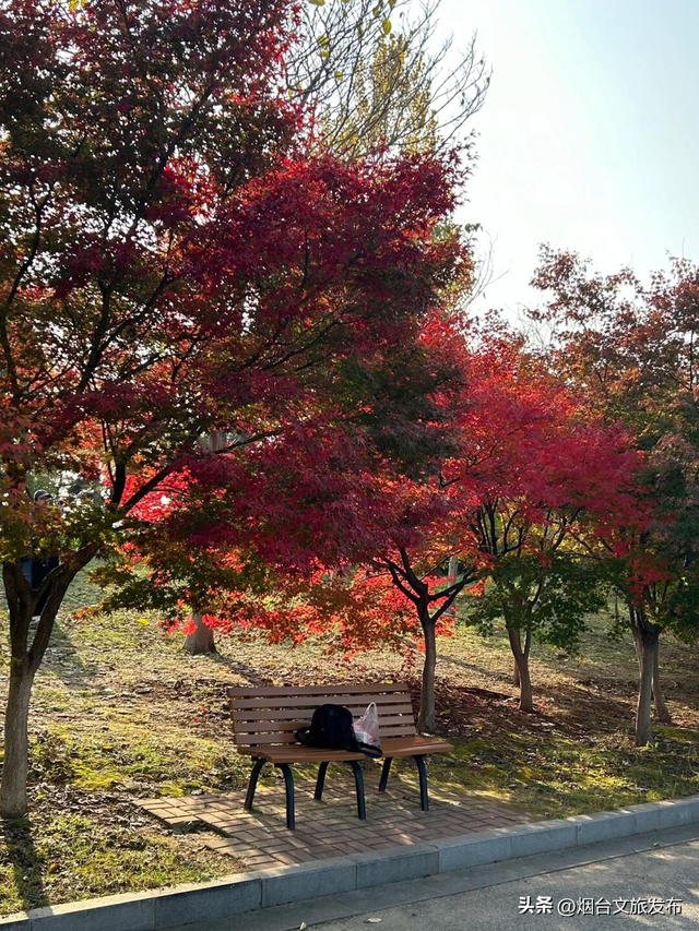 【乐游烟台】在植物园看到了此生最绚烂的秋天