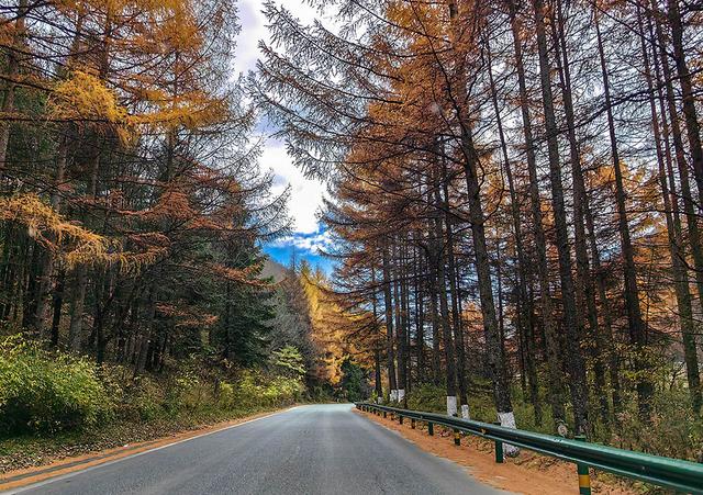 2024深秋四川行19 神农架风景区2 华中屋脊的五彩秘境