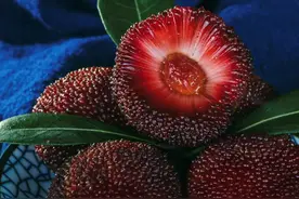 40亿元，“梅梅”拿下！仙居杨梅如何鲜到海内外？图片