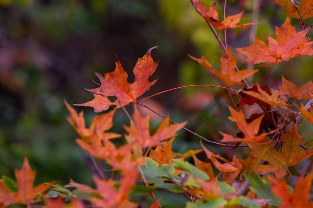 山西太原崛围红叶