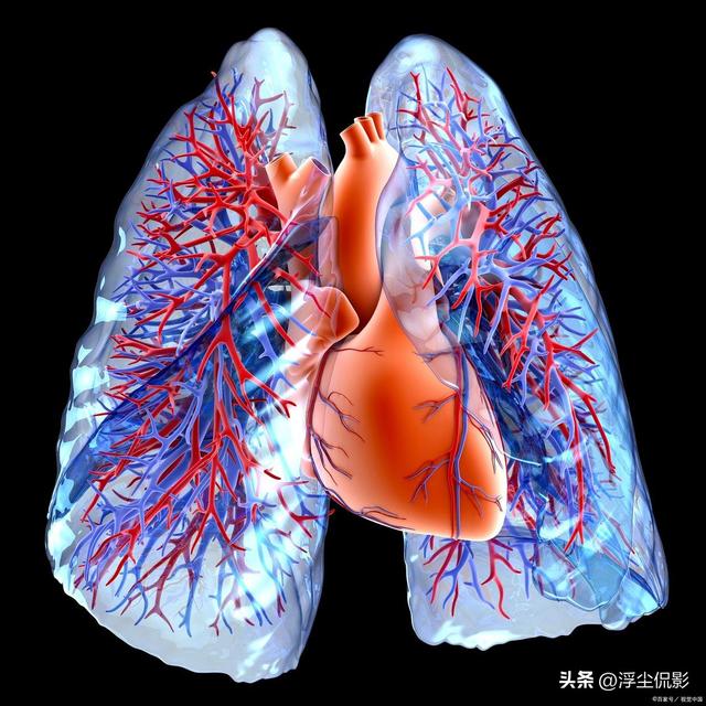 血液循环一次只需60秒