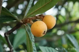 今天起，苏州本地枇杷大量上市！价格与去年基本持平图片