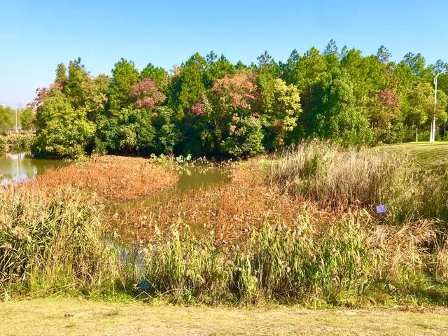 美篇：枫 叶 红 了