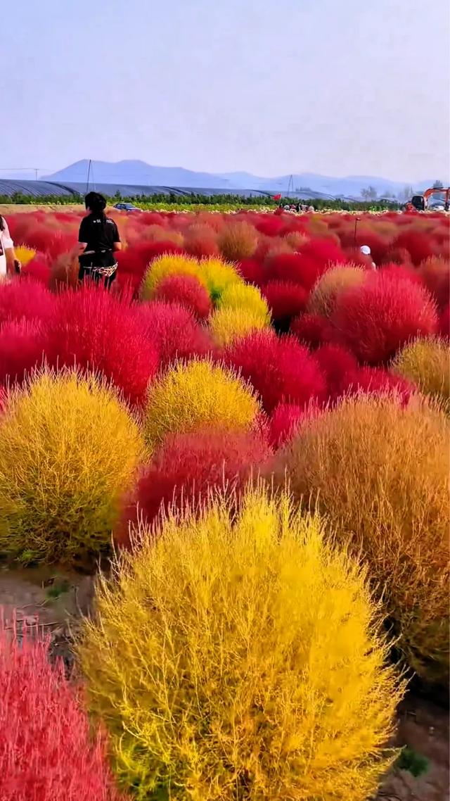 秋日的地肤草,你就说美不美吧!