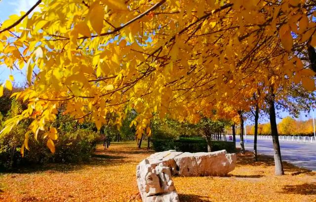 冬日斑斓笔触,书写潍坊滨海的色彩诗篇