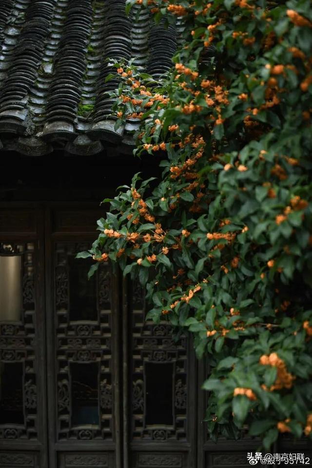 秋日南京，金色相逢