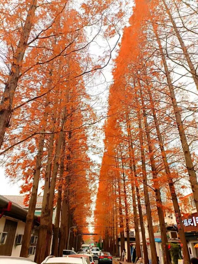 临沂「红杉」「红枫」浓度拉满，出片率100%