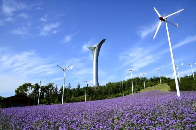 【一城花信·立秋】八月沈阳 花海藏不住