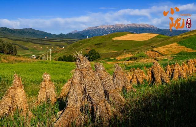 【小陇画报·433期】天祝哈溪：白雪绿林同框 冬日浪漫如画境