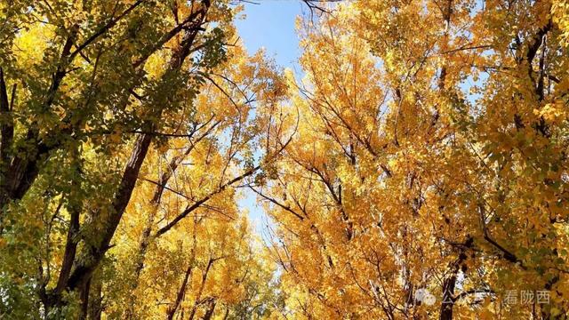 【图观陇西·新视角】陇西菜子四零四：白杨金黄 秒入油画