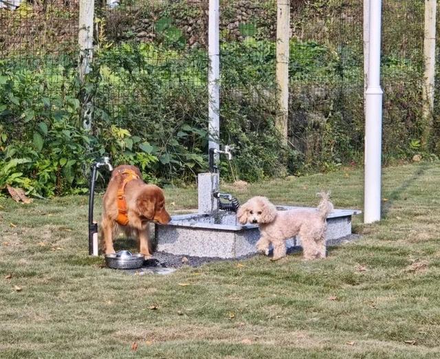 汪汪队！集合！