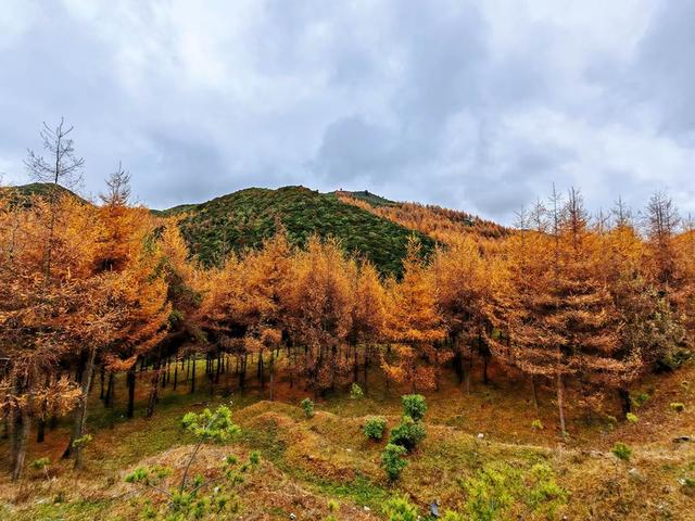 凉山金阳：彩林秘境初冬上线 层林尽染惊艳时光