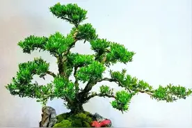 家有黄杨“世代栋梁”，寓意好还养人，越老越值钱图片