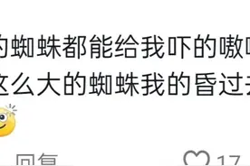 南方蜘蛛跟北方蜘蛛差异到底有多大？网友:一看一个不吱声图片