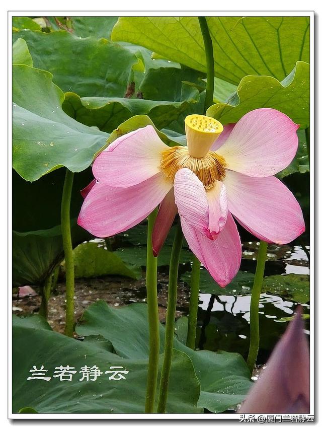 云南普者黑：自由行两日游