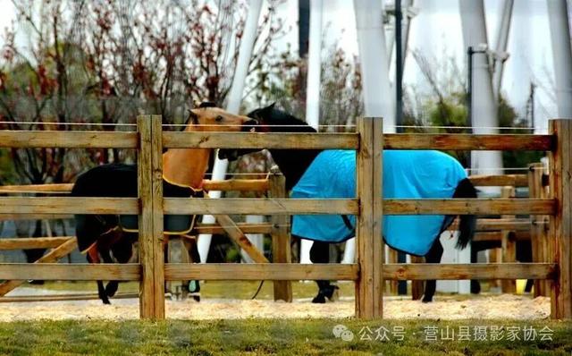 李永辉：成都东安湖掠影