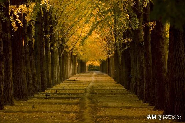 11月一定要收藏一份全国银杏观赏地图