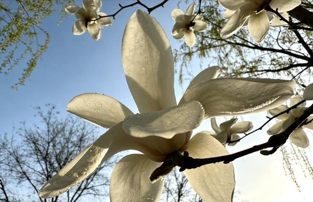 兰州植物园玉兰开疯了！4月必去，错过等一年