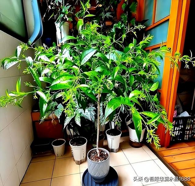 阴花不能进阳宅。这5种花“打死”也不养，家里若有？快挪走！