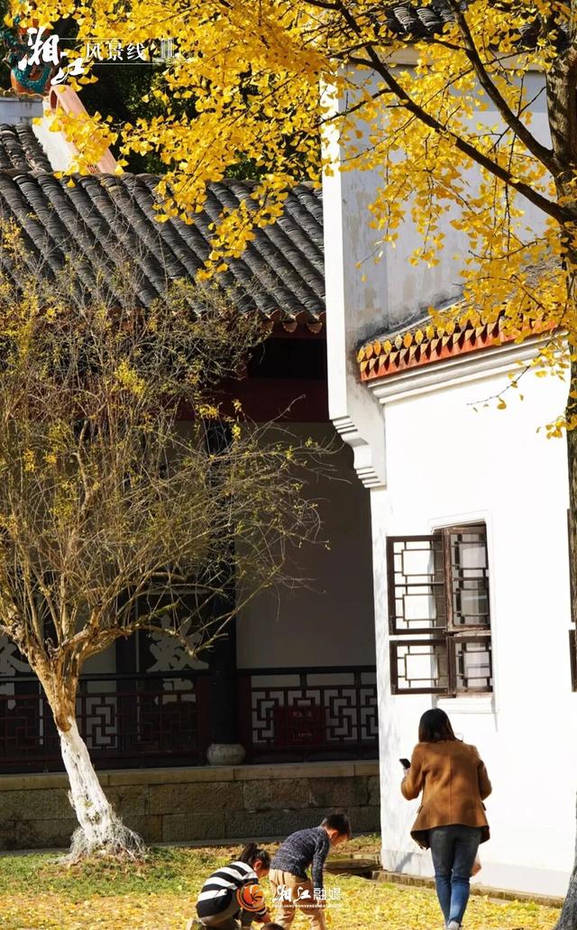 长沙银杏浓度即将达到100%！这波“小确杏”你要接住→