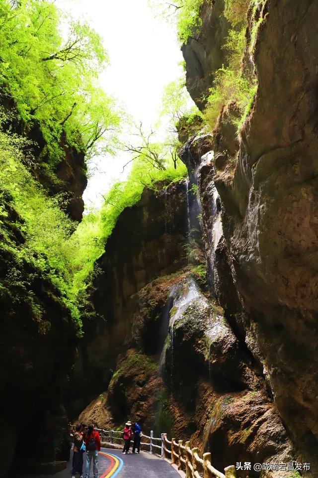 宕·寻22°的夏天！甘肃宕昌：药乡山水调出清凉康养“大处方”