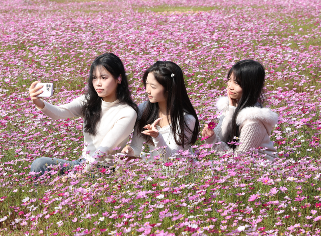 格桑花、紫花风铃木、雪白油茶花……肇庆这里太美了！