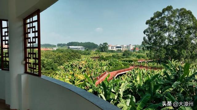漳州芗城，文旅大跨步！请你去芗城香蕉海，喝杯香蕉奶昔