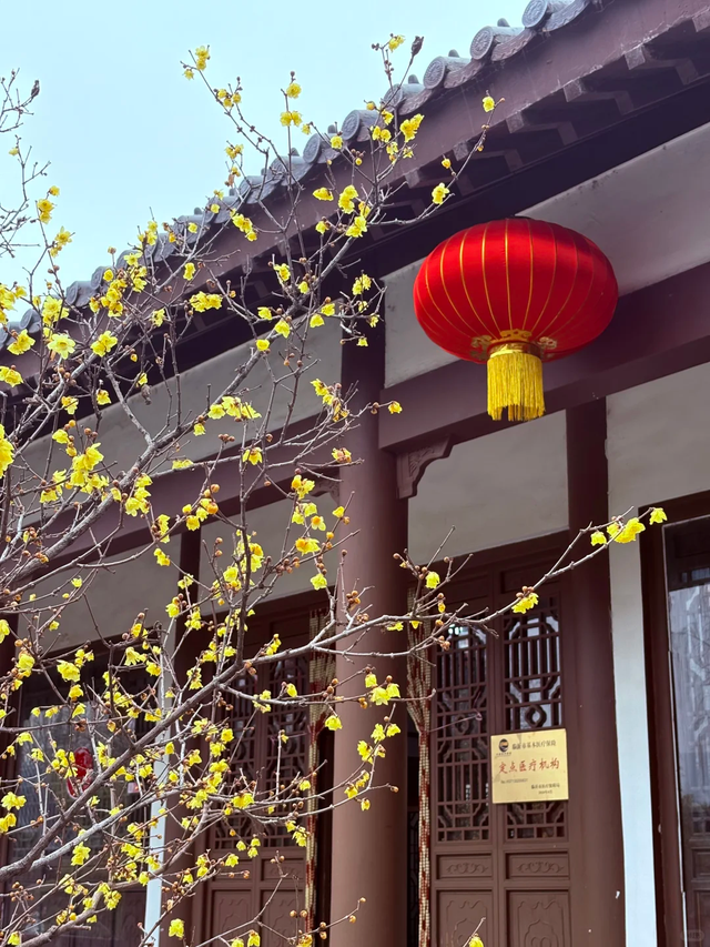 花开有时・四季有诗 | 冬享沂蒙过大年，临沂腊梅邀你赴一场暗香之约