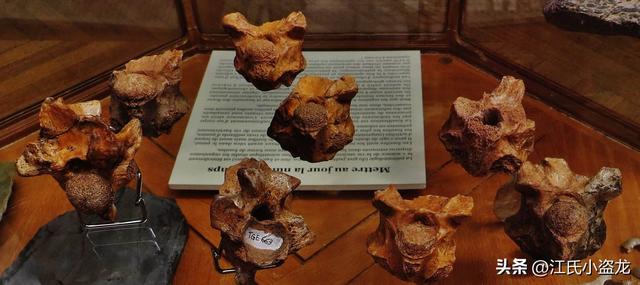 狂蟒之灾：地球生命史上的五大巨蛇全盘点！