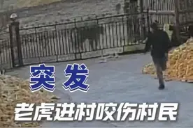 老虎进村后续：全村戒严，被咬大爷伤势严重，老虎进村原因曝光图片