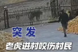 老虎进村后续：全村戒严，被咬大爷伤势严重，老虎进村原因曝光图片