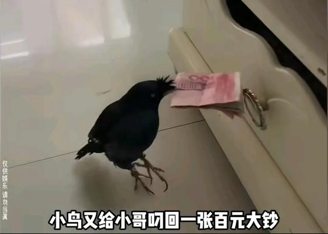 八哥不停的给一个男孩送钱，我知道八哥的钱从哪儿搞来的了！