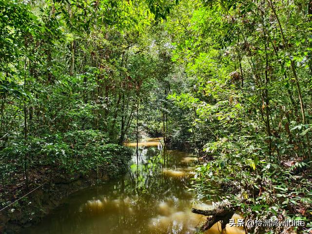 马来西亚(30)砂拉越州④姆鲁山徒步线路